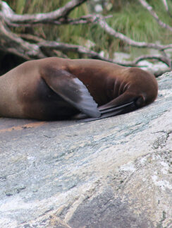 a seal lying on a rock