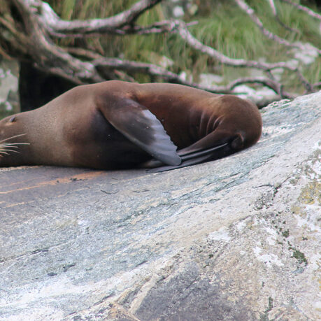 a seal lying on a rock