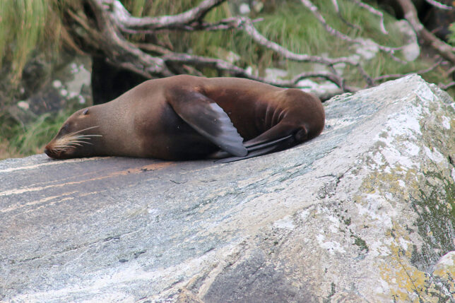 a seal lying on a rock