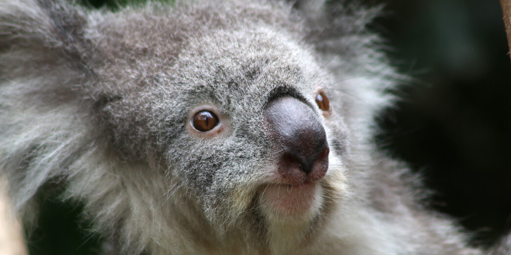 a close up of a koala bear