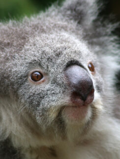 a close up of a koala bear