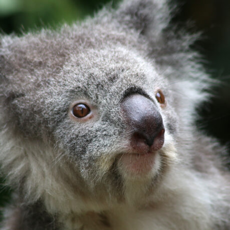 a close up of a koala bear