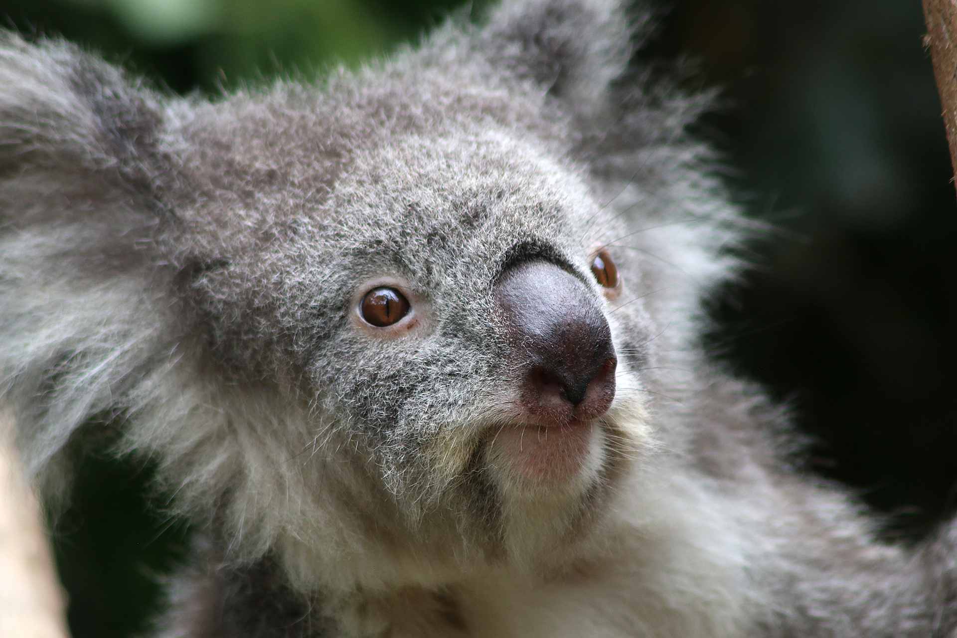 a close up of a koala bear