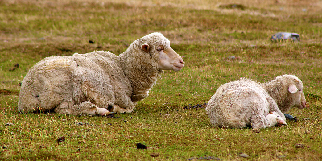 a sheep lying on grass