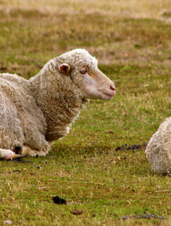 a sheep lying on grass