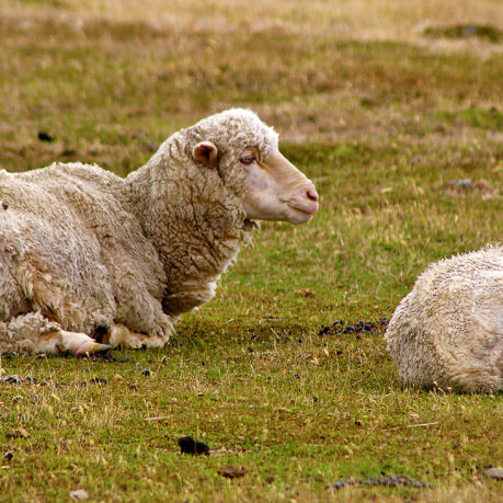 a sheep lying on grass