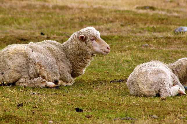 a sheep lying on grass