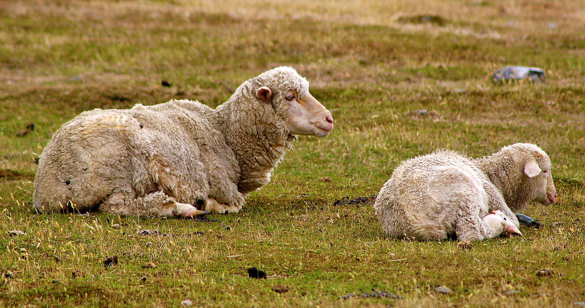 a sheep lying on grass