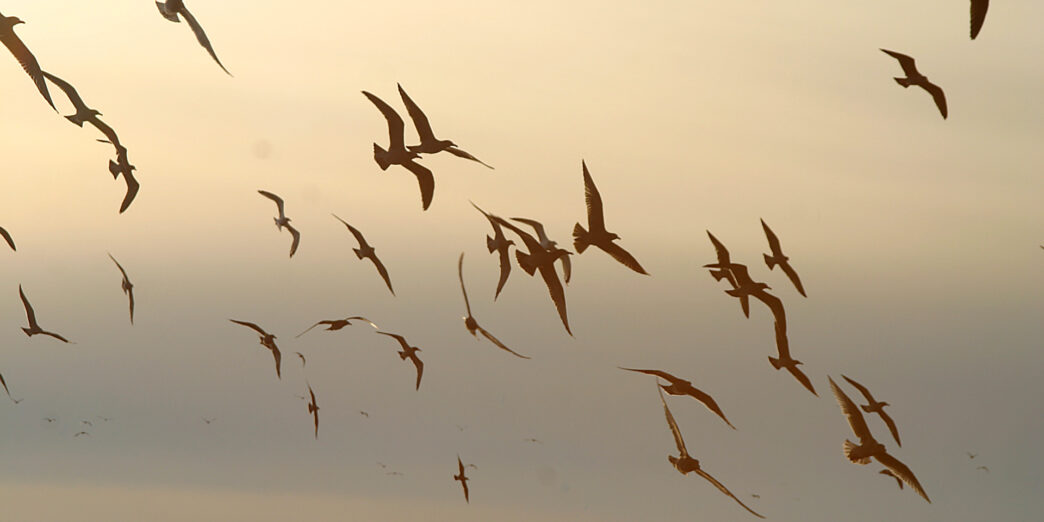 a flock of birds flying in the sky