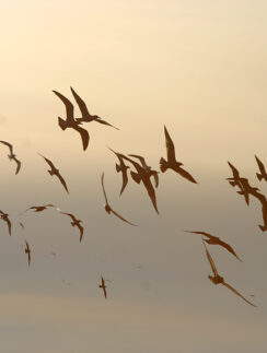 a flock of birds flying in the sky
