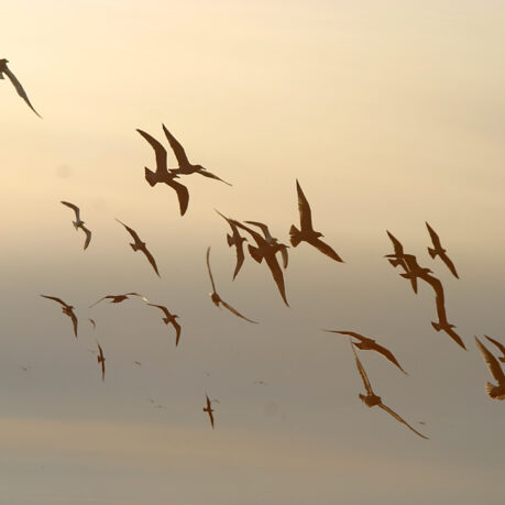 a flock of birds flying in the sky