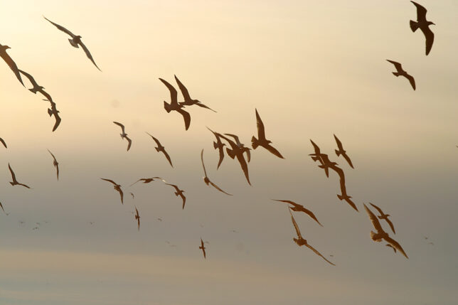 a flock of birds flying in the sky