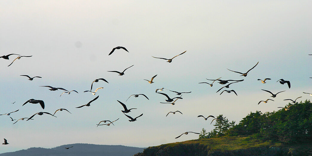 a flock of birds flying over water