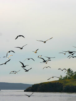 a flock of birds flying over water
