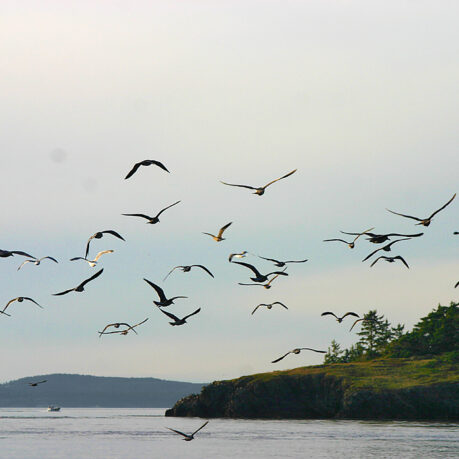 a flock of birds flying over water