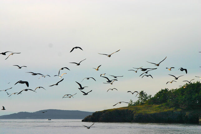 a flock of birds flying over water