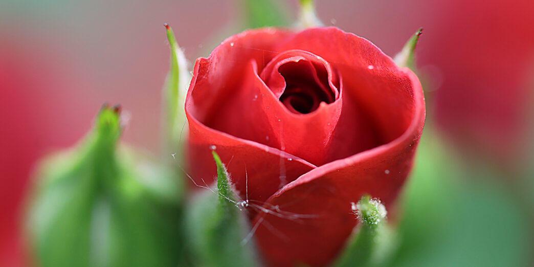 a close up of a red rose