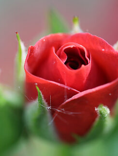 a close up of a red rose