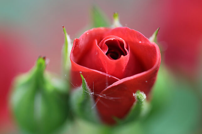 a close up of a red rose