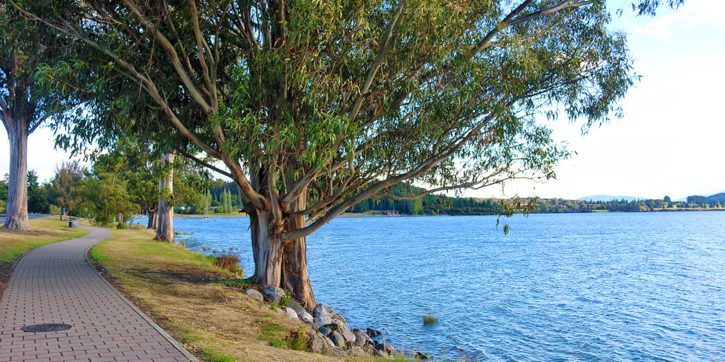 a tree next to a body of water