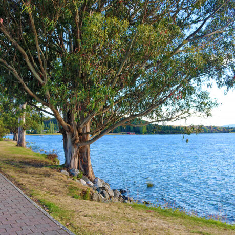 a tree next to a body of water