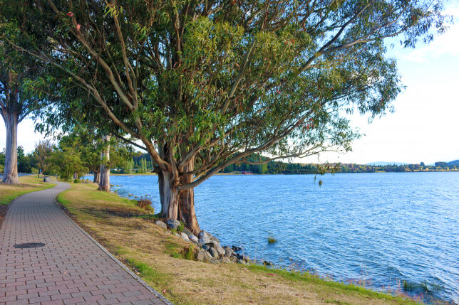 a tree next to a body of water