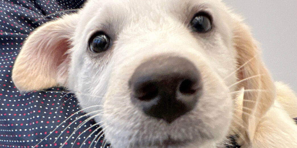 a close up of a dog's face