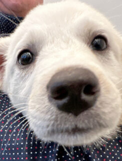 a close up of a dog's face