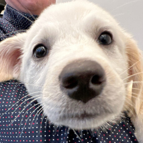 a close up of a dog's face