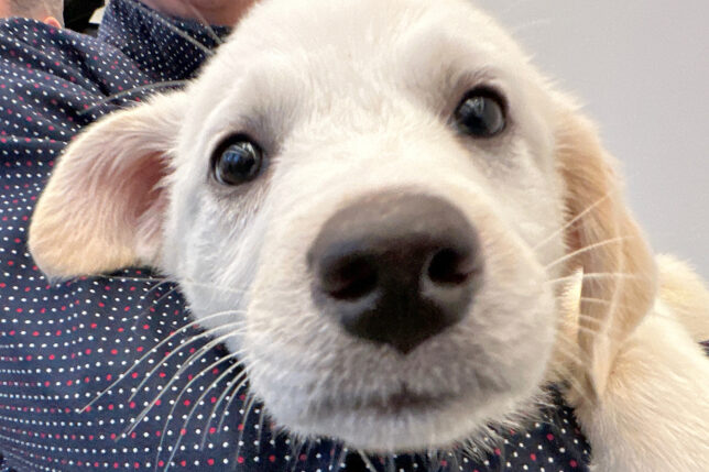 a close up of a dog's face