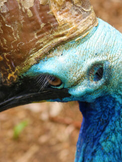 a close up of a bird