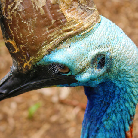 a close up of a bird