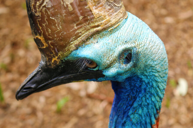 a close up of a bird