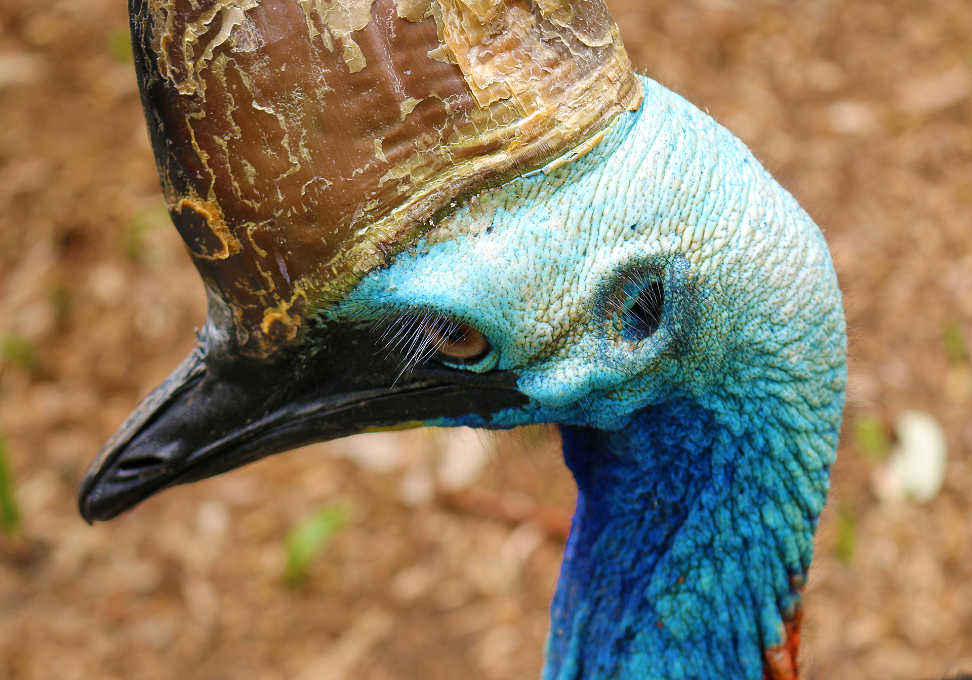 Rare Southern Cassowary Captured in Stunning Sunday Morning Photograph