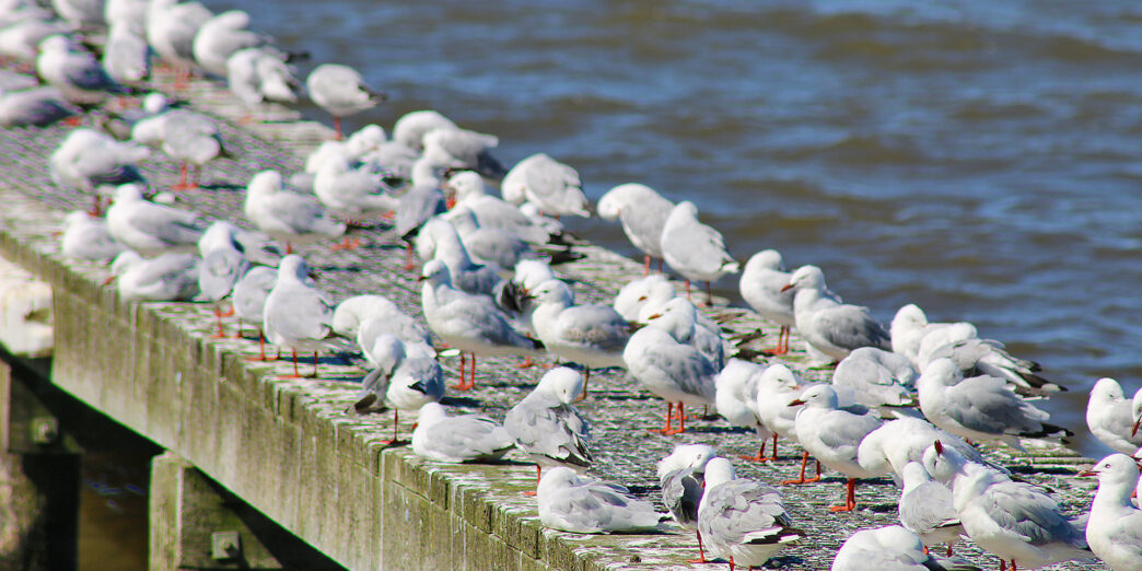 a group of birds on a dock