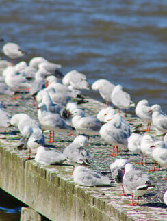 a group of birds on a dock