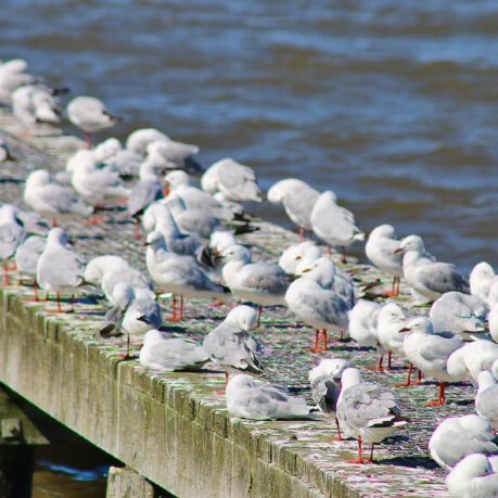 a group of birds on a dock