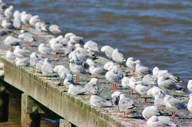 a group of birds on a dock