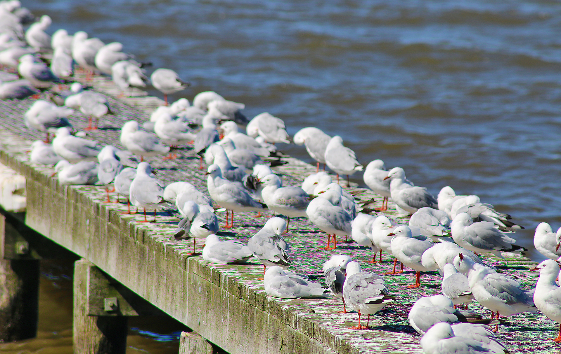 a group of birds on a dock