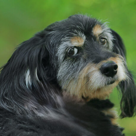 a close up of a dog