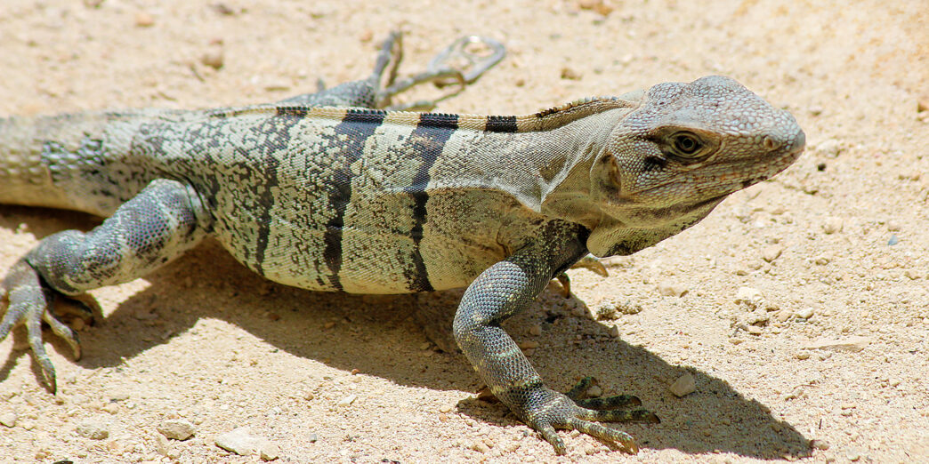 a lizard on the sand