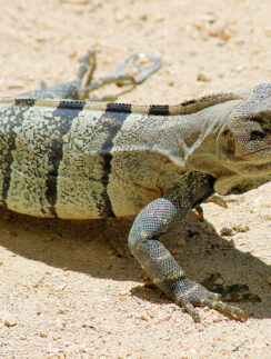 a lizard on the sand