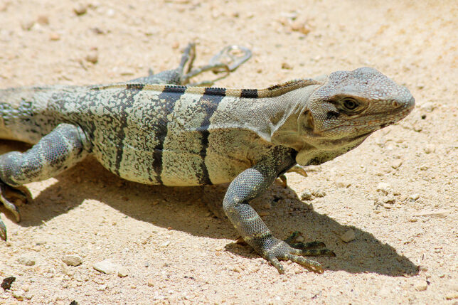 a lizard on the sand
