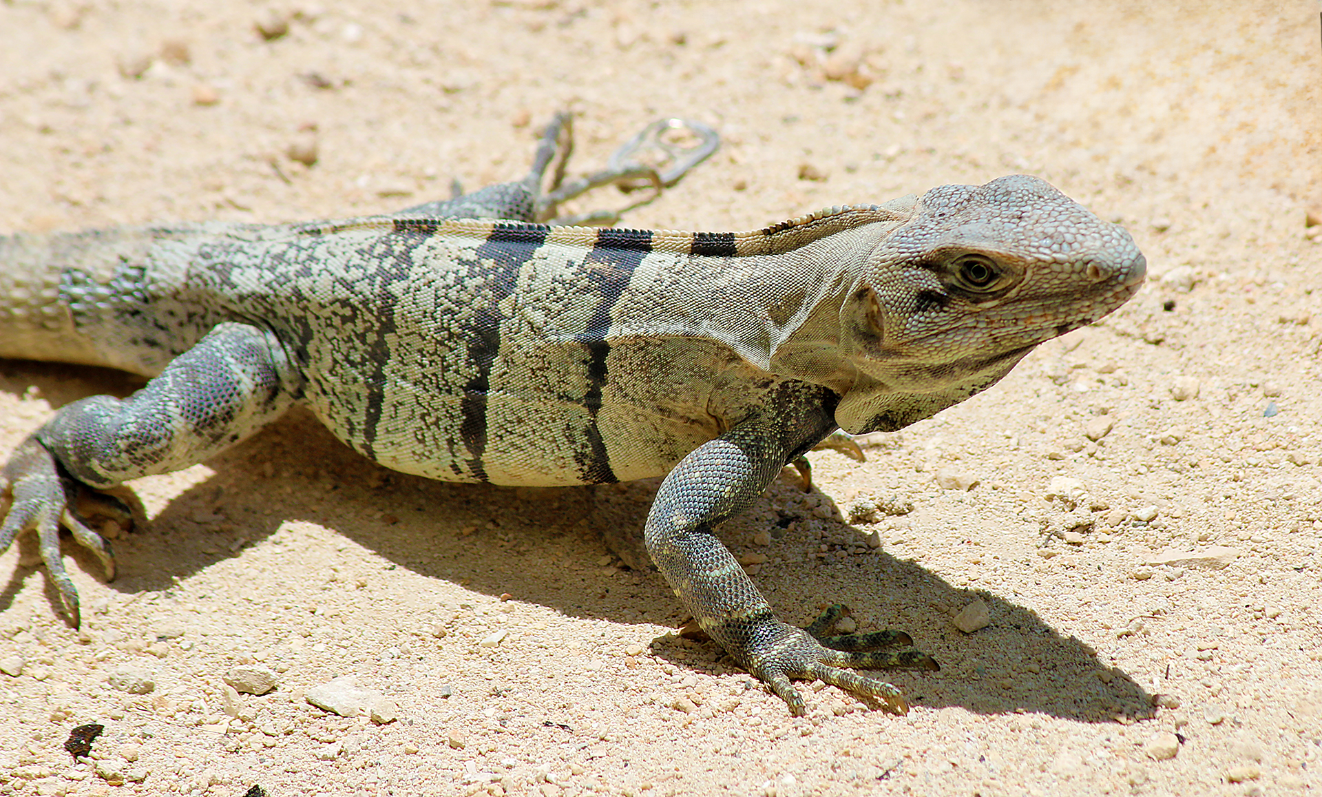 a lizard on the sand