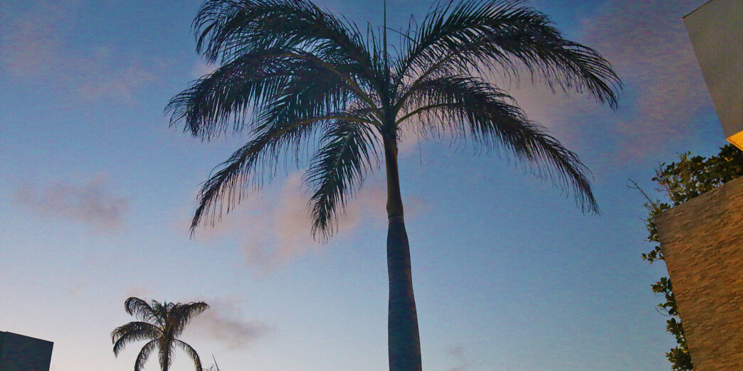a palm tree with blue sky and clouds