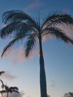 a palm tree with blue sky and clouds