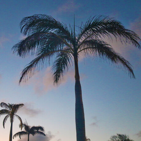 a palm tree with blue sky and clouds