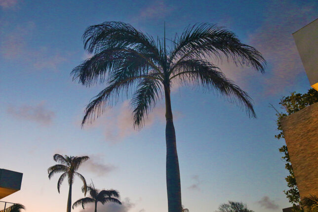 a palm tree with blue sky and clouds