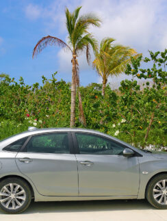 a car parked in front of a palm tree