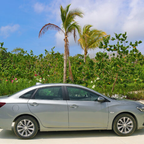 a car parked in front of a palm tree